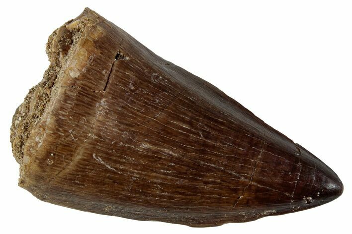 Fossil Mosasaur (Prognathodon) Tooth - Morocco #262829